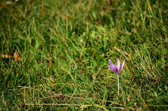 A Lonely Colchicum