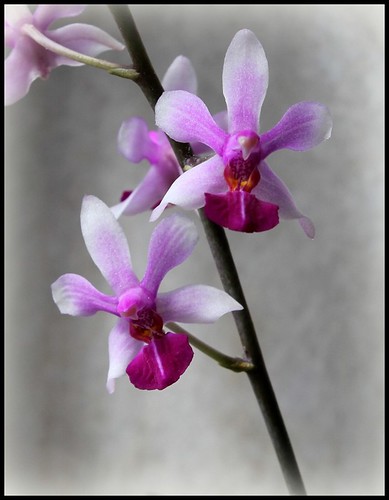 Phalaenopsis Anna-Larati Soekardi x wilsonii 21116575829_f53fca253c