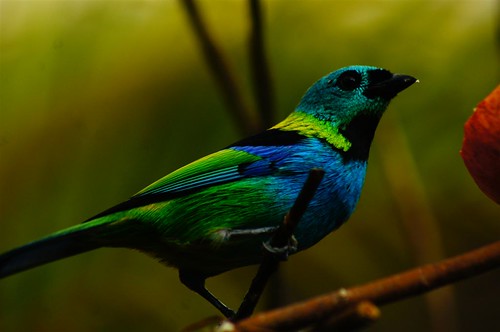DSC00784 | by ambrogi_taubate