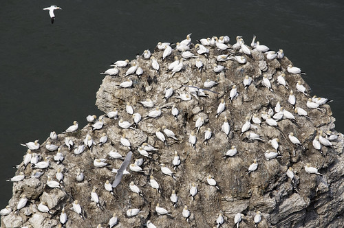 Nesting Seabirds | by julieruth57