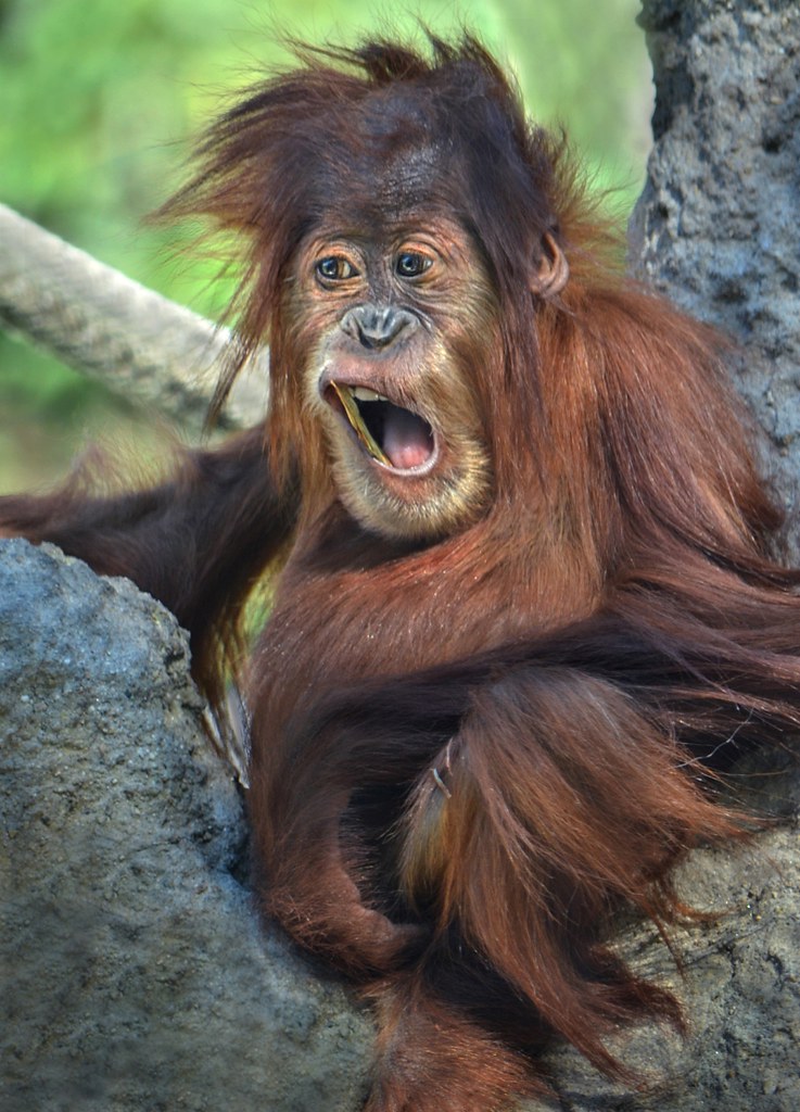 Funny face | Aisha, a two year old orangutan, doesn't take h… | Flickr