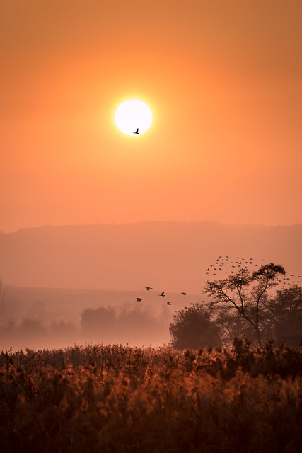 crows-fog-sunset