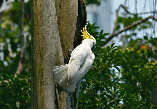 Yellow-crested Cockatoo------- Cacatua sulphurea