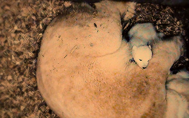Insight into Polar Bear's Mothering Den via Live Cam