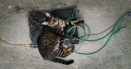 High Angle View Outdoors Cat Pets, highangleview outdoors cat pets