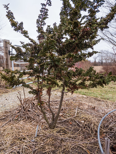 Chamaecyparis obtusa 'Filicoides', 2017 | by F. D. Richards
