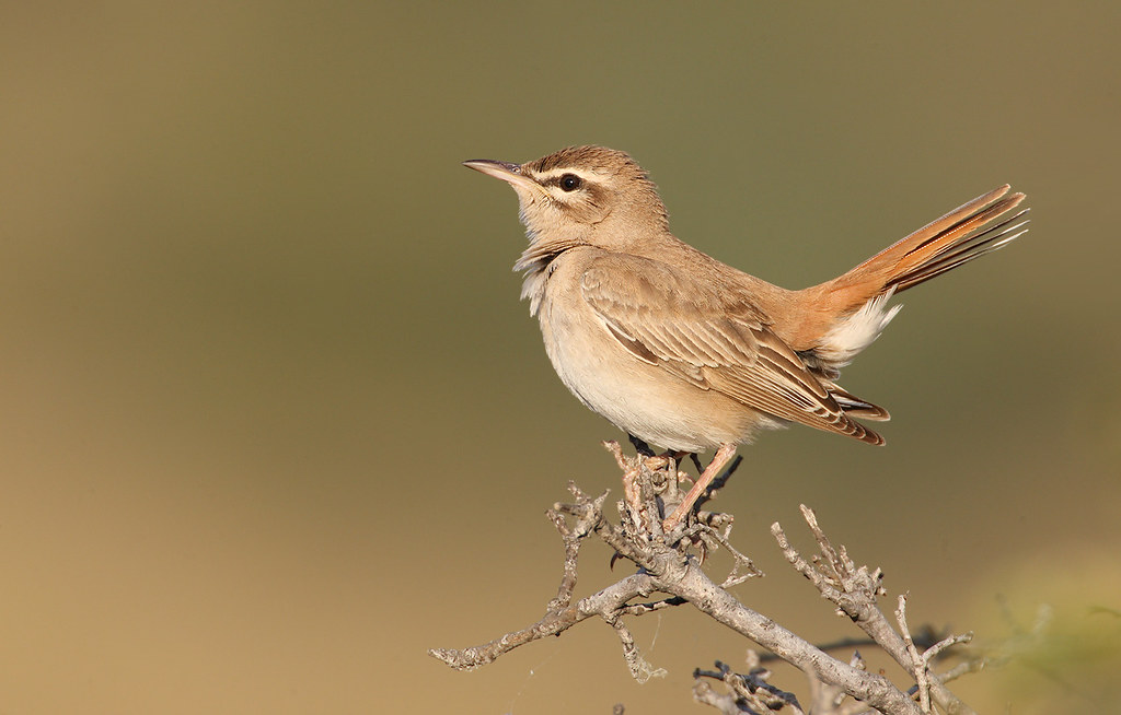 Cercotrichas galactotes | Rufous-tailed Scrub Robin | trädnäktergal