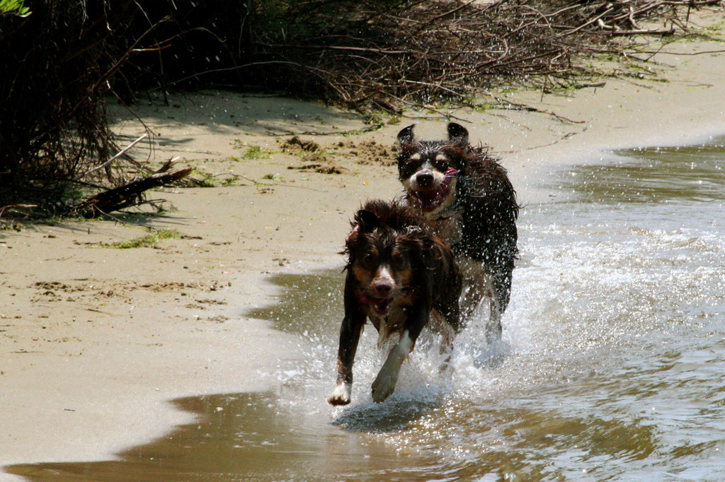 Dogs Racing | Australian Shepherd and Australian Shepherd mi ...