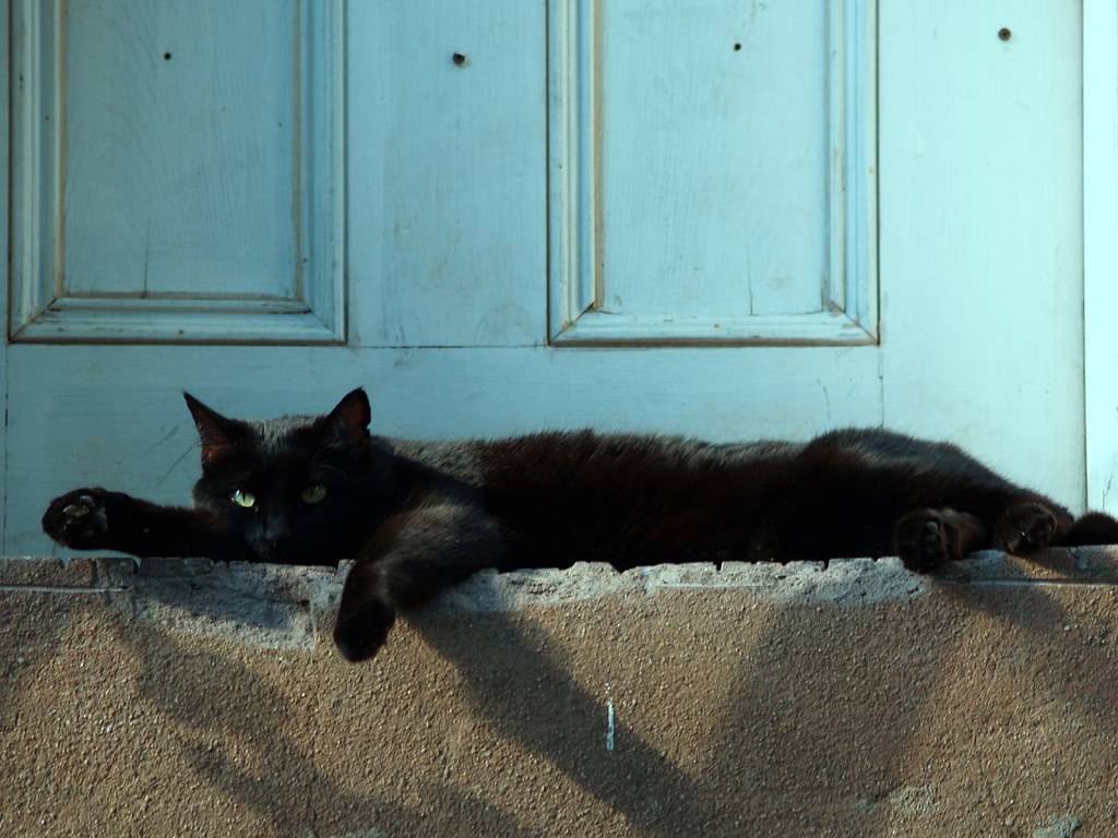 Черная кошка в доме хорошо. Черный кот лежит. Черная кошка лежит. Кот на пороге. Котенок на пороге.