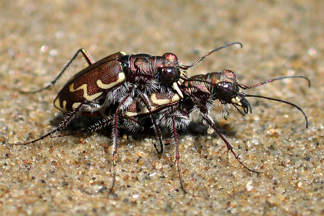 Tiger Beetles mating