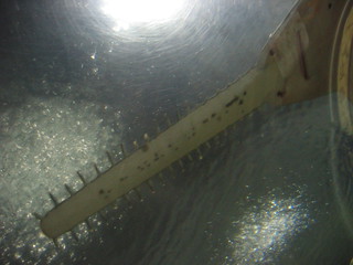 Sawfish