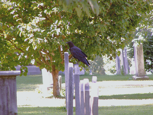Six Feet Under - Princeton, NJ - This crow posing on the old… - Flickr