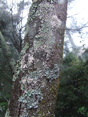 tree with  lichen/lychen