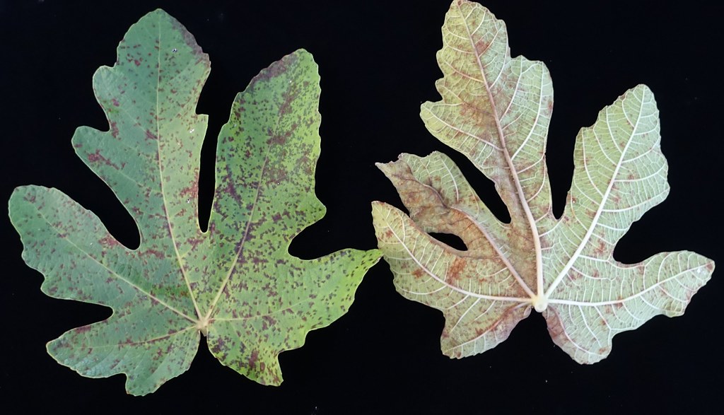 Feg Rust Fig: Rust | Pathogen: Cerotelium fici Read:http://www.ctahr.… | Flickr