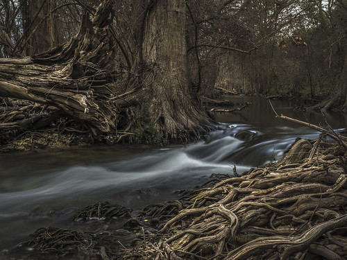 boerne texas city park cypress grove water stream creek olympus landscape
