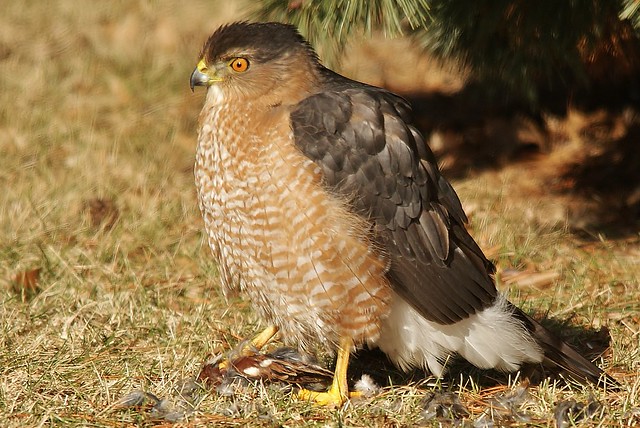 Hawk in the Yard