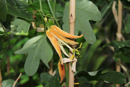 Passiflora aurantia - passiflore orange 20667123933_bec30e4c5e