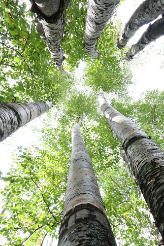 trees summer green nature up leaves forest woods perspective wideangle lookup alberta highkey tall birch canopy wormseyeview sotc yeg mctaggartsanctuary