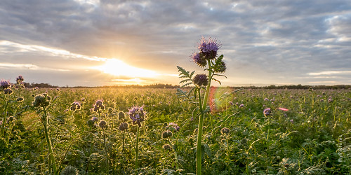 Sunset and agriculture by haslingeralfred, Großes Feld zur Herbstbegrünung in der Landwirtschaft im Sonnenuntergang (AUSTRIA - Bad Wimsbach)sun