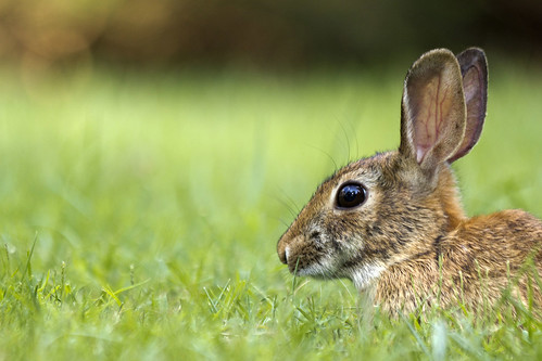 Photo of rabbit in grass