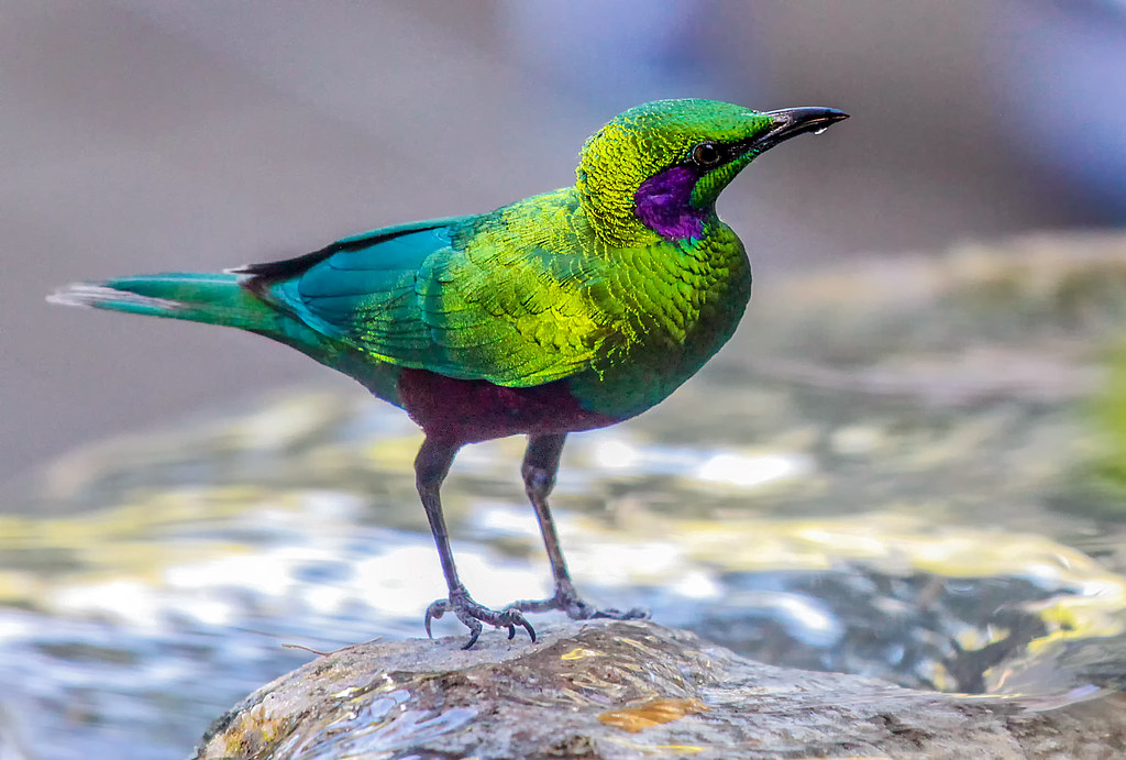 West African Emerald Starling | Such a beautiful bird at the… | Flickr