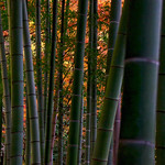 Bamboo Backlight