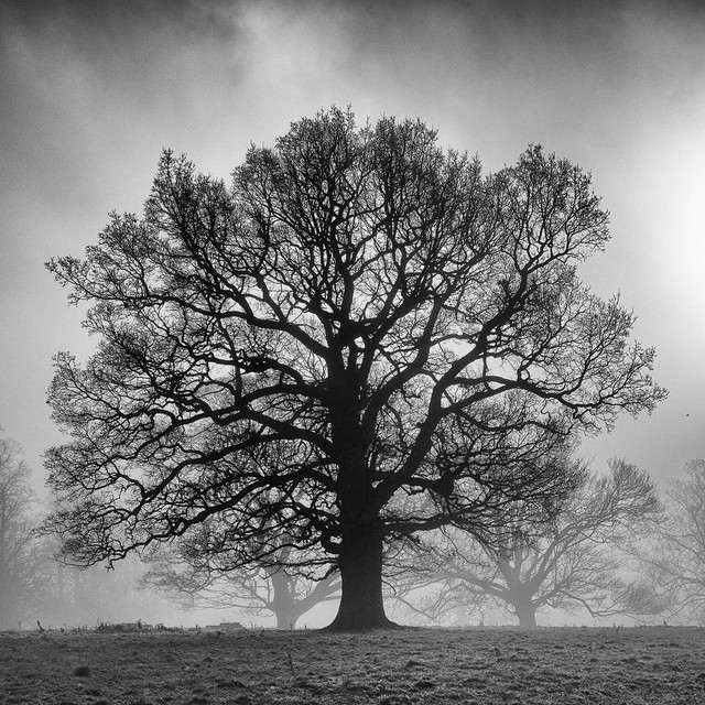 Oak in the mist