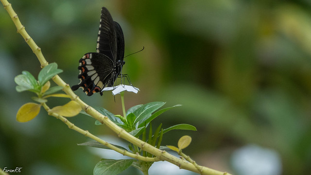 Swallowtail Butterfly feeding