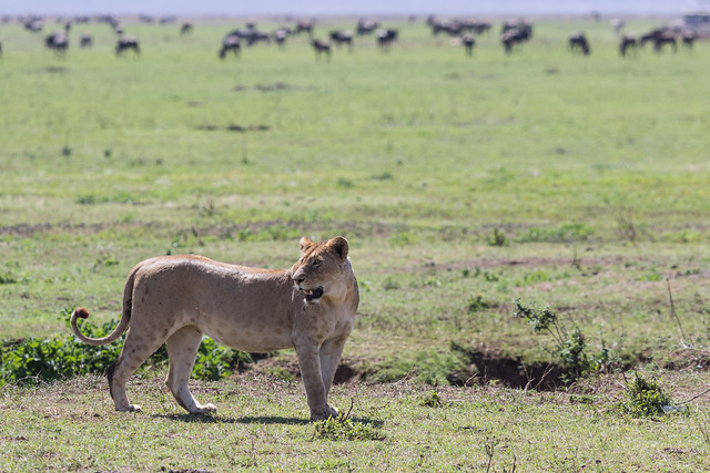 Lioness vs Buffalo
