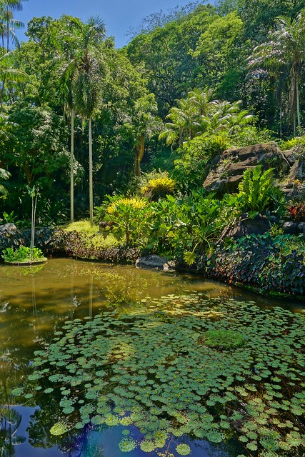 Naturalistic pond with Ludwigia