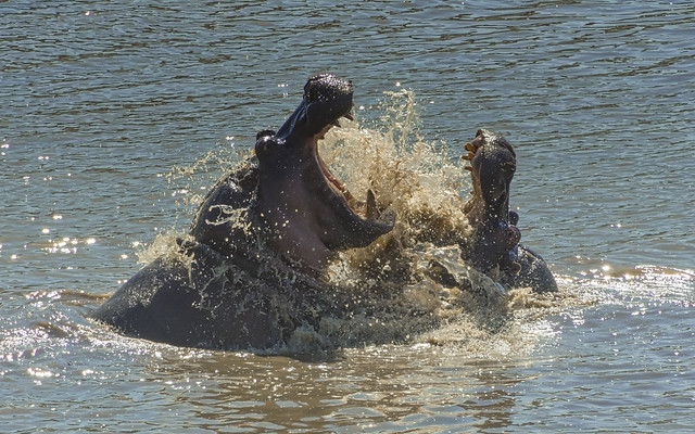 Making A Splash - Fighting Hippos
