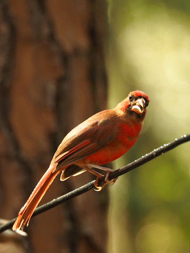 Northern Cardinal | OLYMPUS DIGITAL CAMERA | carlinsc | Flickr
