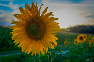Sunflower #9458