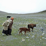50  Ladakh Markha-vallei