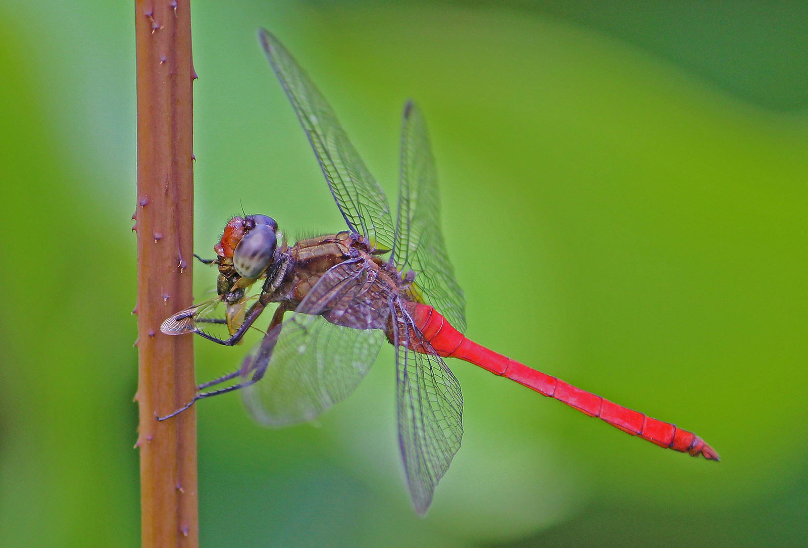Dragonfly 023