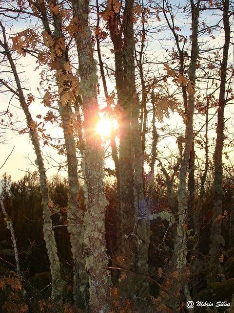 Águas Frias (Chaves) - ... pôr do sol entre as árvores ... - dez 11