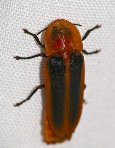 bhubesi hlane swaziland beetle lampyridae fireflybeetle firefly diaphanes taxonomy:genus=diaphanes
