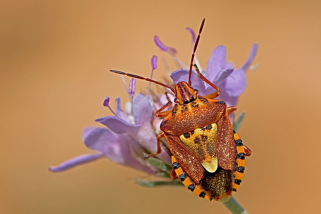 Carpocoris pudicus -  - a shield bug