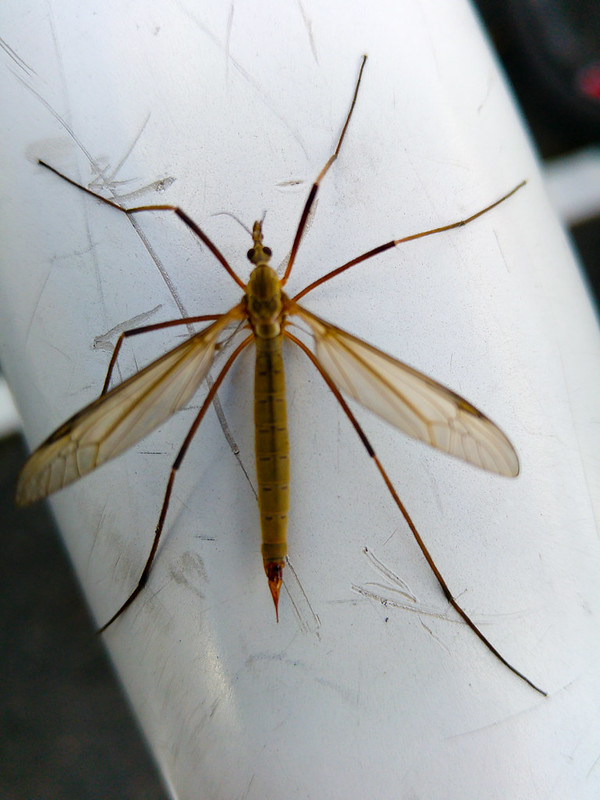 Cranefly (daddy-long-legs)