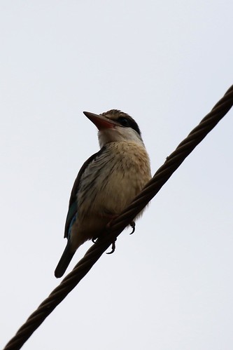 stripedkingfisher