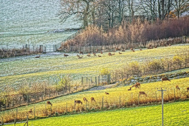 Deer farm.