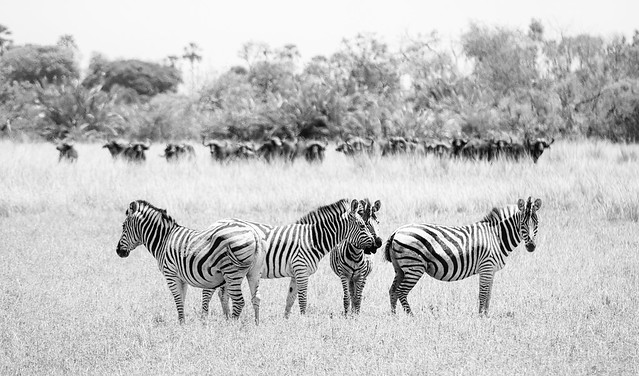 Zebras And Water Buffalos