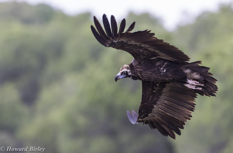 Black Vulture