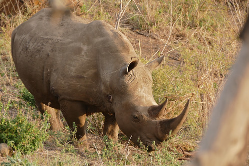 whiterhino ceratotheriumsimum rhinoceros rhino taxonomy:binomial=ceratotheriumsimum hluhluwe hluhluweimfolozi