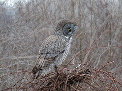 Great Gray Owl, Robert Moses State Park, NY, 2/21/2017