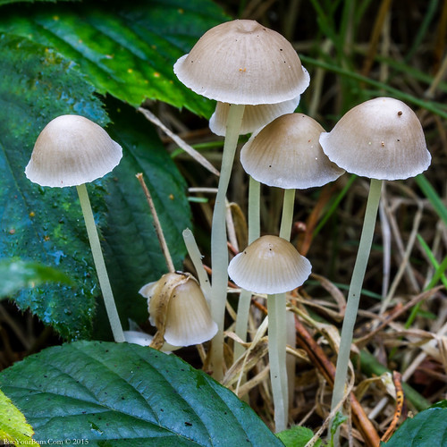 Yellowleg Bonnet (Mycena epipterygia) | by BiteYourBum.Com Photography