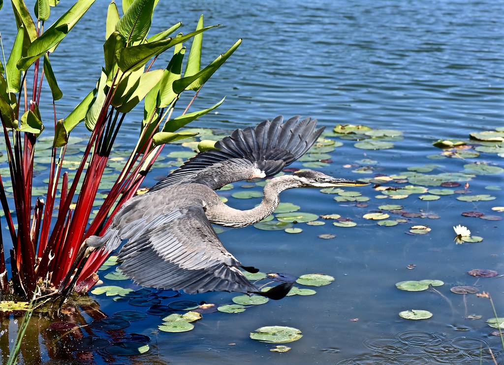 Take Off - Great Blue Heron - Chicago Botanic Garden - Glencoe IL