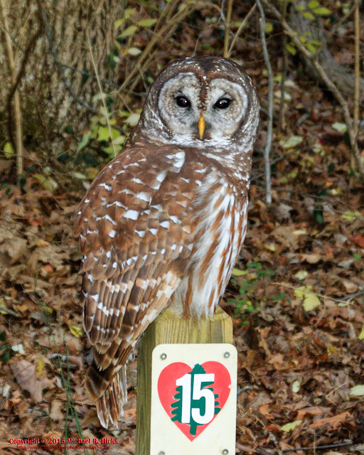 Barred Owl perched on marker