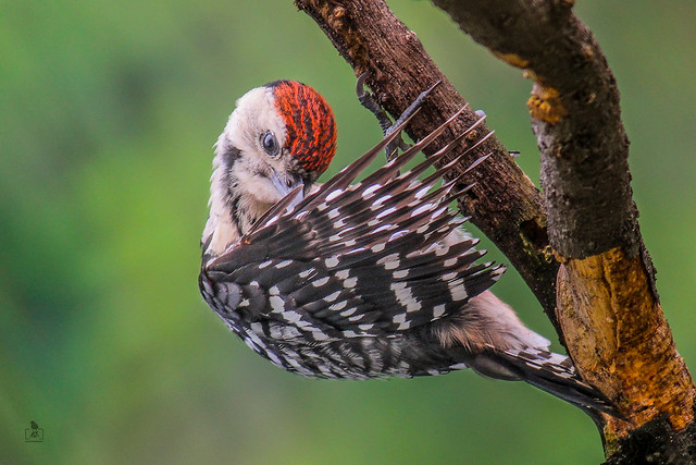 Fulvous Breasted woodpecker/পাকড়া কাঠ ঠোকড়া