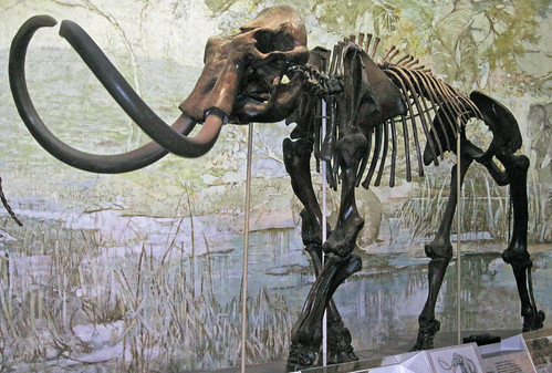 Mammuthus jeffersonii (fossil Jefferson's mammoth) (Upper … | Flickr